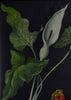 Vintage Botanical School Pull Chart 1964 (Arum Lily)