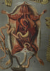 Vintage Anatomical Teaching Pull Chart, Rattus norvegicus (Rat) Belgium 1920