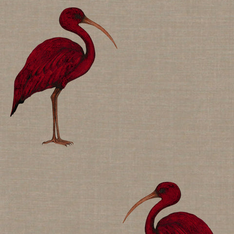 Ibis