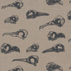 Laridae.