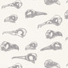 Laridae.