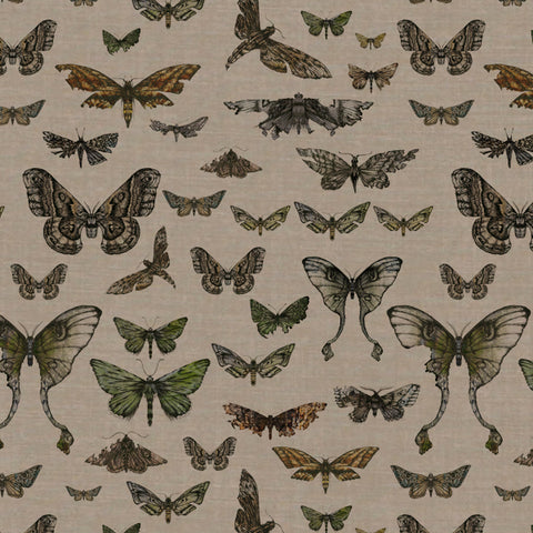 Entomology Moth Drawer.
