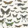 Entomology Moth Drawer.