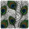 Pavo Complex