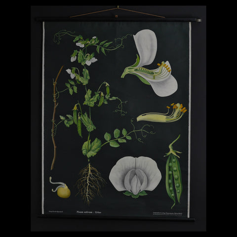 Vintage Botanical School Wall Chart 1970. Pisum Sativum (Pea)