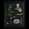 Vintage Botanical School Wall Chart 1970. Pisum Sativum (Pea)