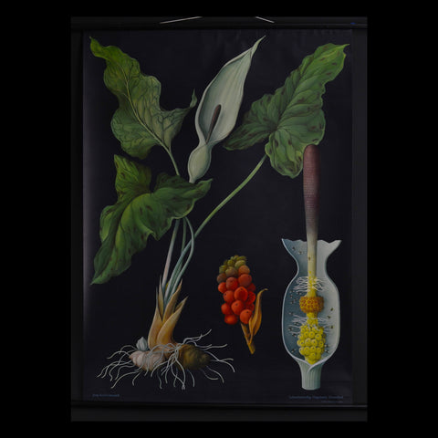 Vintage Botanical School Pull Chart 1964 (Arum Lily)