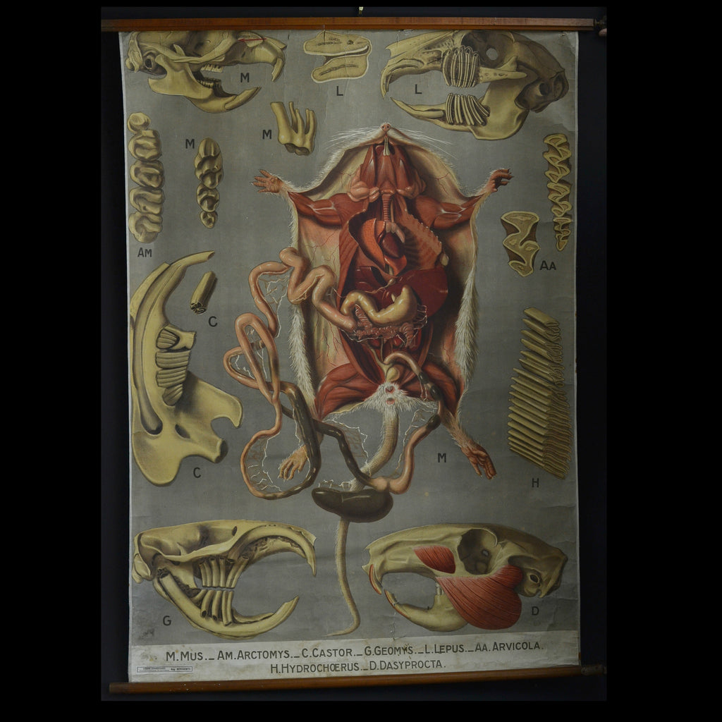 Vintage Anatomical Teaching Pull Chart, Rattus norvegicus (Rat) Belgium 1920